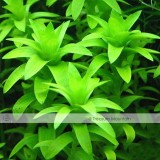 Approx 100 Seeds / Variety, 1 Professional Pack / Variety, 25 Types Aquarium Grass Seeds Water Aquatic Fish Tank Use