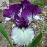 Rare Heirloom Iris Tectorum Perennial Flower Seeds, Professional Pack, 20 Seeds / Pack, Very Beautiful Flowers