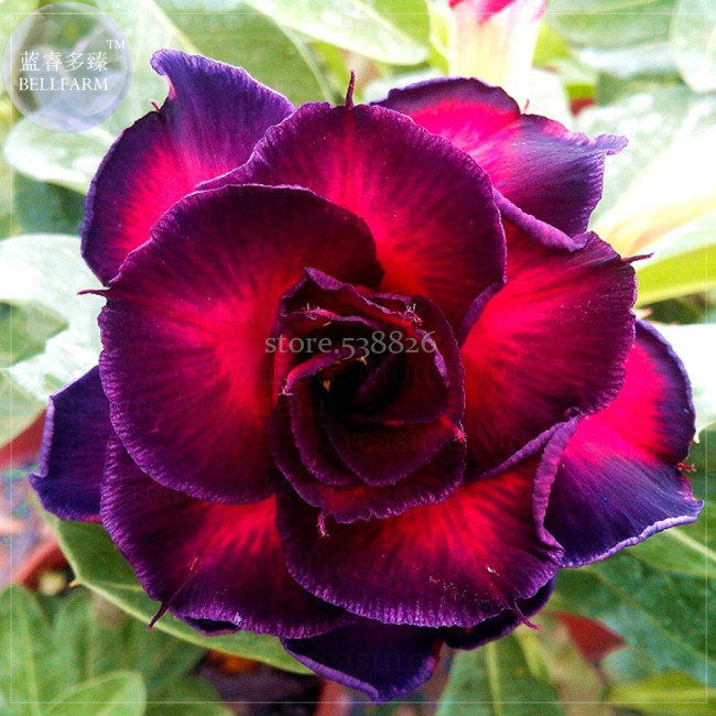 'Ge Woo' Taiwan Adenium Desert Rose, 2 Seeds, Professional Pack, 4-layer purple fire red double petals