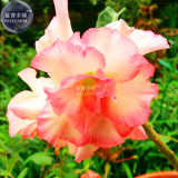BELLFARM Orange Light Rose Pink Adenium Desert Rose Flower Seeds, 2 seeds, professional pack, 5-layer big blooms home garden