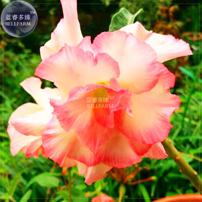 BELLFARM Orange Light Rose Pink Adenium Desert Rose Flower Seeds, 2 seeds, professional pack, 5-layer big blooms home garden