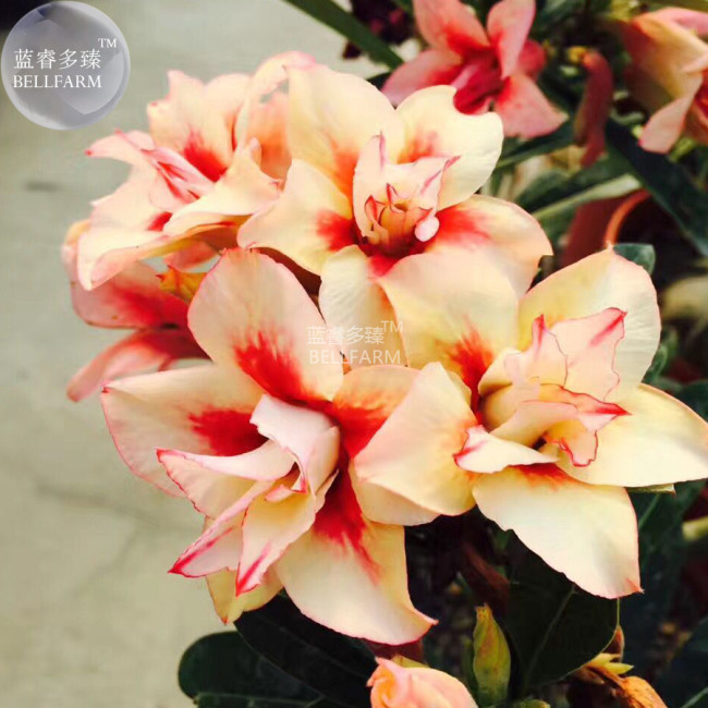 BELLFARM Adenium Redish Orange Petals Dark Red Centre Edge Flower Seeds, 2 seeds, 4-layer desert rose home garden bonsai