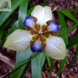 Rare Heirloom Iris Tectorum Perennial Flower Seeds, Professional Pack, 20 Seeds / Pack, Very Beautiful Flowers