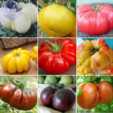 Tomato Mixed Giant Vegetable Seeds