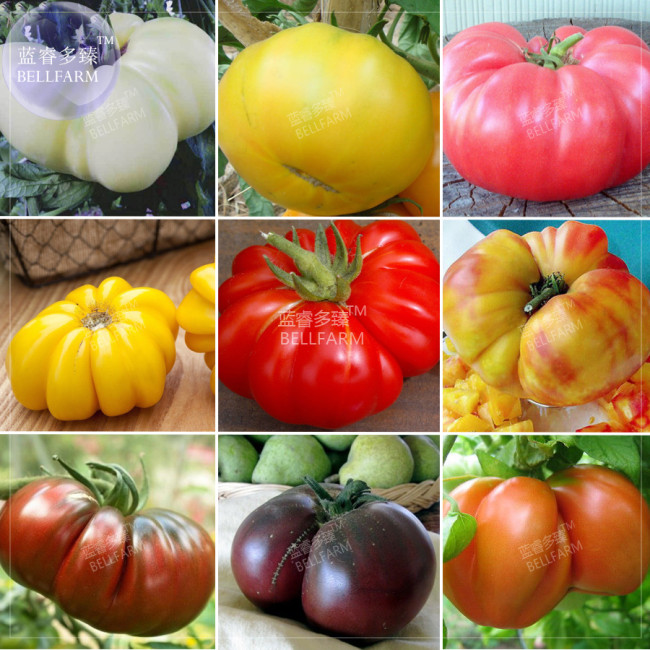 Tomato Mixed Giant Vegetable Seeds