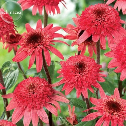 'Raspberry Truffle' Echinacea Coneflowers