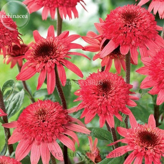 'Raspberry Truffle' Echinacea Coneflowers
