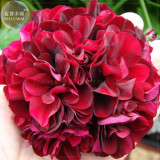 Geranium Black Rose Pelargonium Seeds