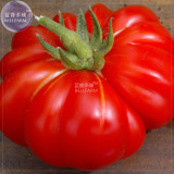 Tomato Mixed Giant Vegetable Seeds