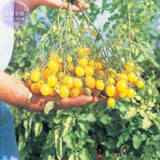 Cherry Tomato 'Yellow Grape' Fruit Seeds