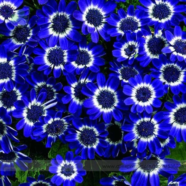21 Types Bellis Perennis Flower Seeds