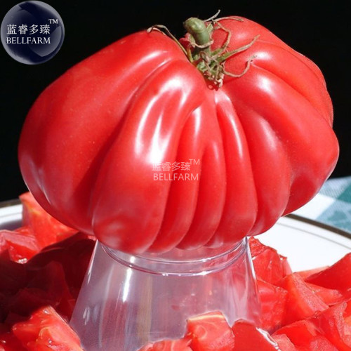 Tlacolula Pink Giant Tomato Seeds
