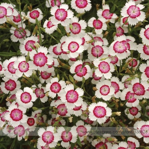 Very Rare Maiden Pink Dianthus Deltoides 'Arctic Fire' Carnation Flower Seeds