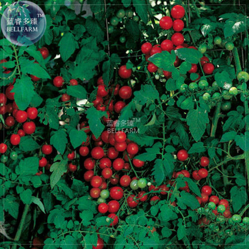 Sweetie Tomato Cherry Fruit Seeds