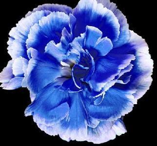 1 Professional Pack, 200 seeds / pack, 23 Types Carnation Seeds Dianthus Caryophyllus Rare Black Blue Colorful Purple