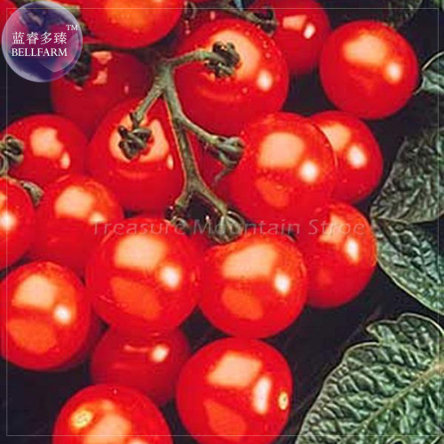 Husky Cherry Red Tomato Seeds