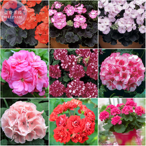 Geranium Mixed 9 Types of Bonsai Seeds