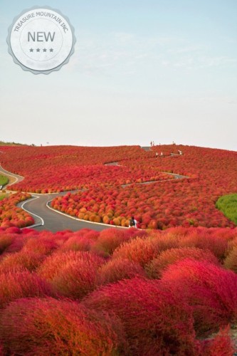 Red Kochia Scoparia Rare Exotic Grass Hardy Plants Seeds