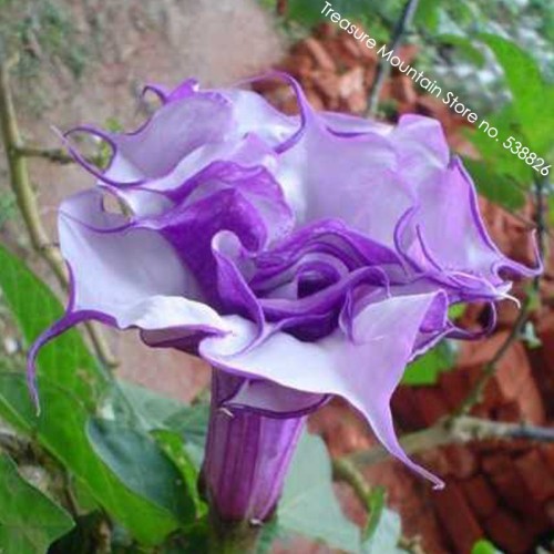 Purple Corrugated Double Morning Glory Seeds