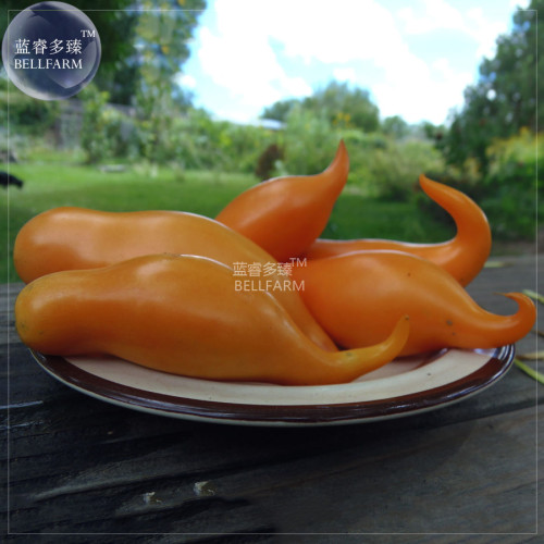 Tomato Buratinorjs Light Orange Uniquely Shaped Fruit Seeds