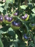 Tomato 'Indigo Rose' Organic Fruit Seeds