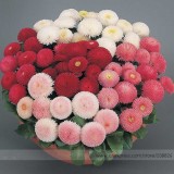 21 Types Bellis Perennis Flower Seeds