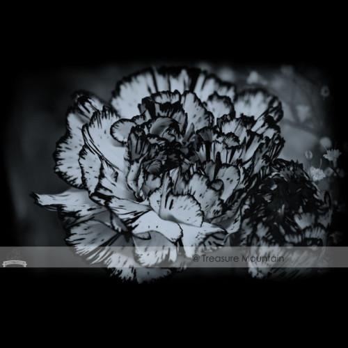 1 Professional Pack, 200 seeds / pack, 23 Types Carnation Seeds Dianthus Caryophyllus Rare Black Blue Colorful Purple