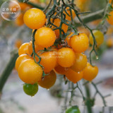 Cherry Tomato Mini Golden Round Fruit Seeds
