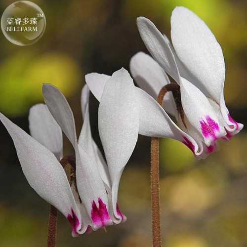 Cyprus Cyclamen Hederifolium Seeds