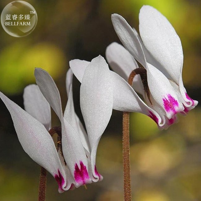 Cyprus Cyclamen Hederifolium Seeds