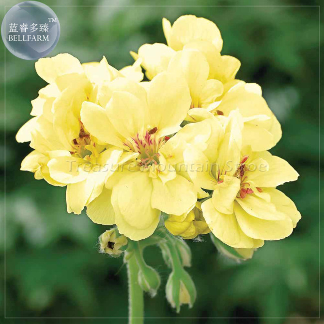 Geranium 'Custard Cream' Yellow Flower Seeds