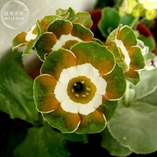 Primula Auricula Miss Teak Flower Seeds
