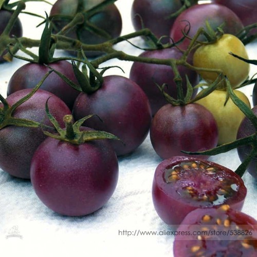 Chocolate Cherry Tomato Plant Seeds