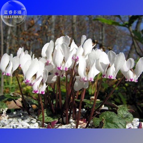 Cyprus Cyclamen Hederifolium Seeds