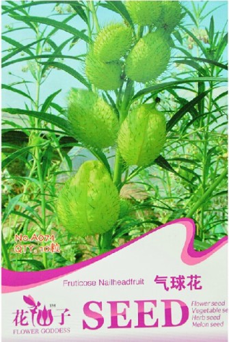 Gomphocarpus Physocarpus HAIRY BALLS SEEDS