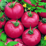 Pink King Tomato Seeds