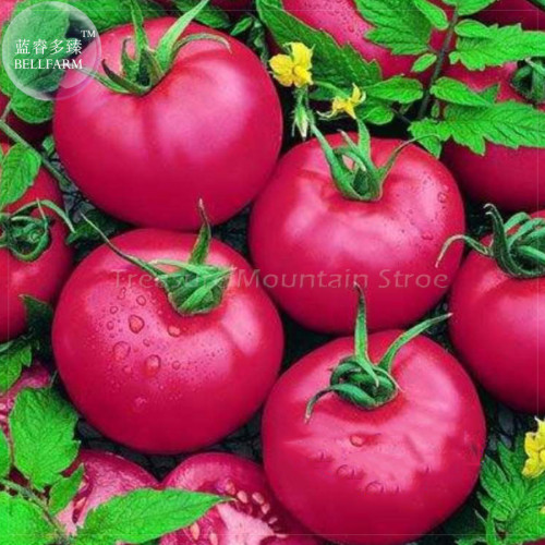 Pink King Tomato Seeds