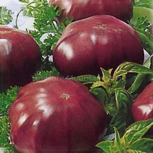 Rainbow / Black Elephant Tomato Seeds