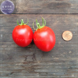'Piccolo Cherry' Tomato Seeds