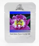 the World's Rarest Baby Face Orchid Perennial Flower Seeds