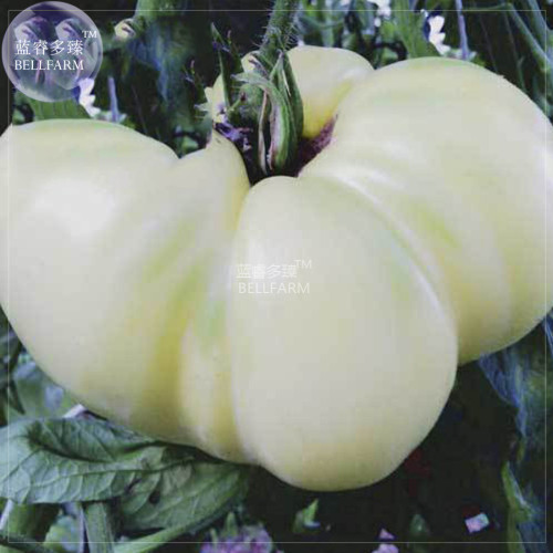 Tomato Mixed Giant Vegetable Seeds