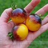 Very Rare Bumble Bee Heirloom Tomato Seeds