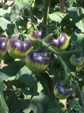 Tomato 'Indigo Rose' Organic Fruit Seeds