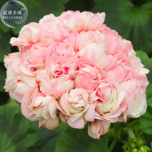 Geranium Apple Blossom Light Pink Flower Seeds