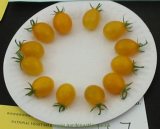 Cherry Tomato 'Yellow Grape' Fruit Seeds