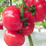 Pink King Tomato Seeds