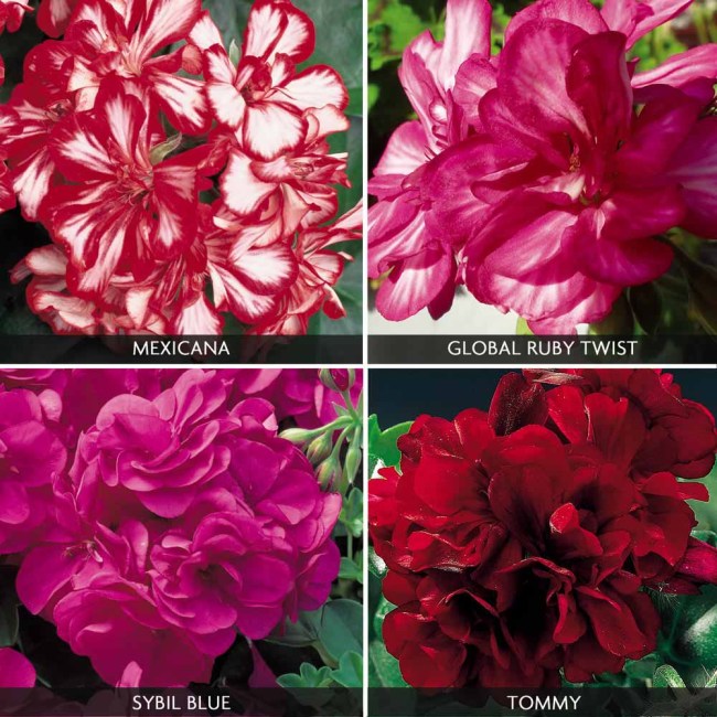 Geranium Mixed 4 Types Rare Seeds