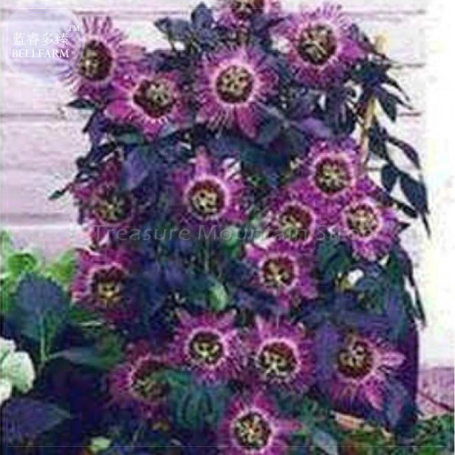 Passiflora Panama Red Seeds (Passiflora Seeds)