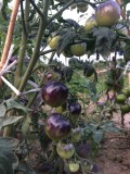 Tomato 'Indigo Rose' Organic Fruit Seeds