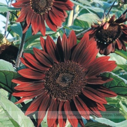 Moulin Rouge Gorgerous Red Ornamental Sunflower Seeds
